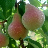 Opis sorti kruške williams